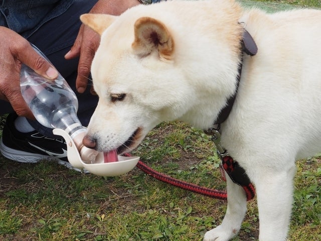 散歩中に水を飲む犬のイメージ（写真ACより）