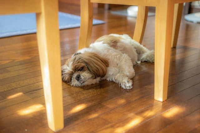 椅子の下でくつろぐ犬。床は木製で、犬はリラックスしている様子。