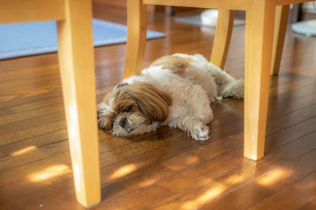 イスの下でくつろぐ犬のイメージ（写真ACより）