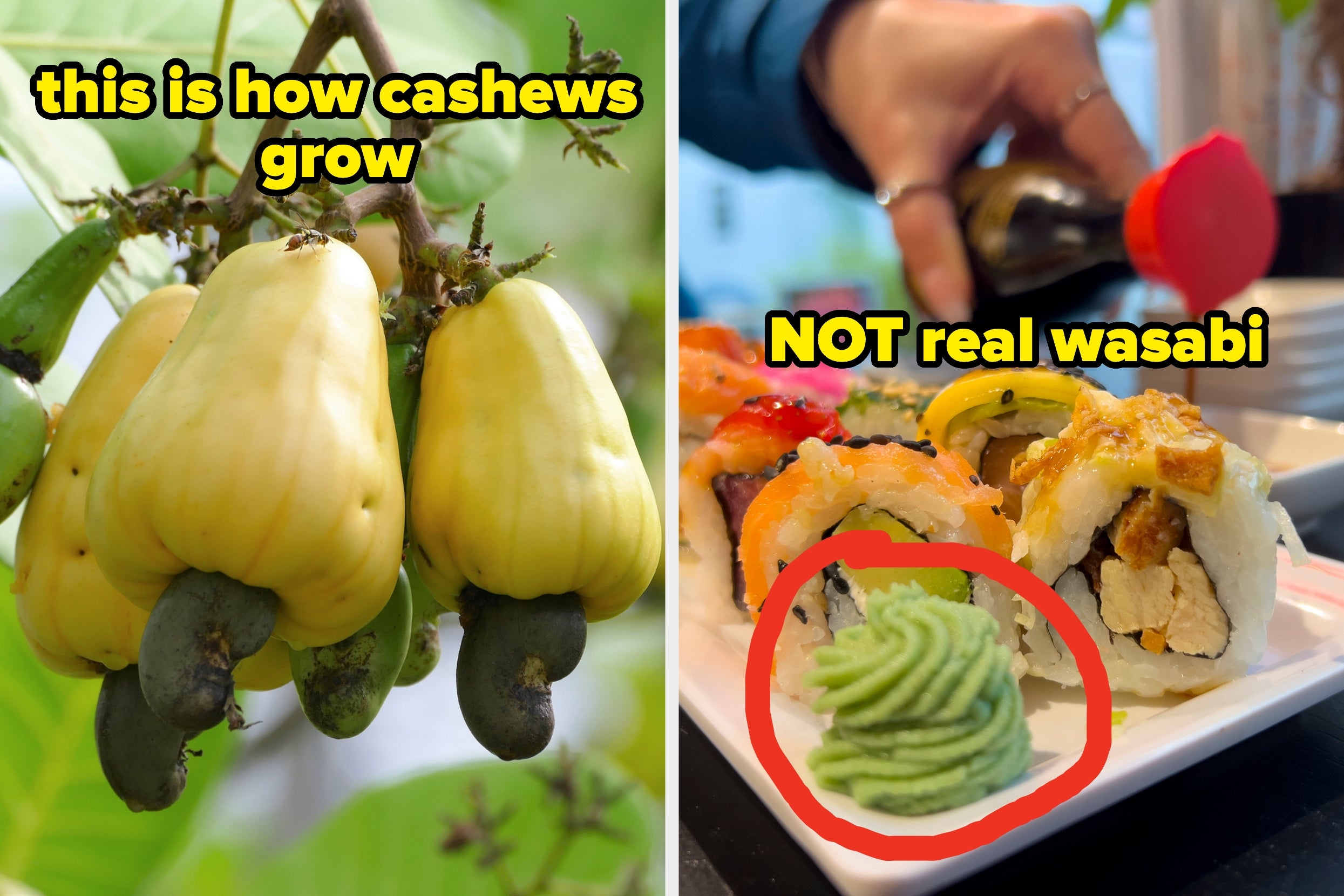 Left: Cashew fruits hang on a tree. Right: A sushi plate with green paste labeled "NOT real wasabi" being drizzled with soy sauce
