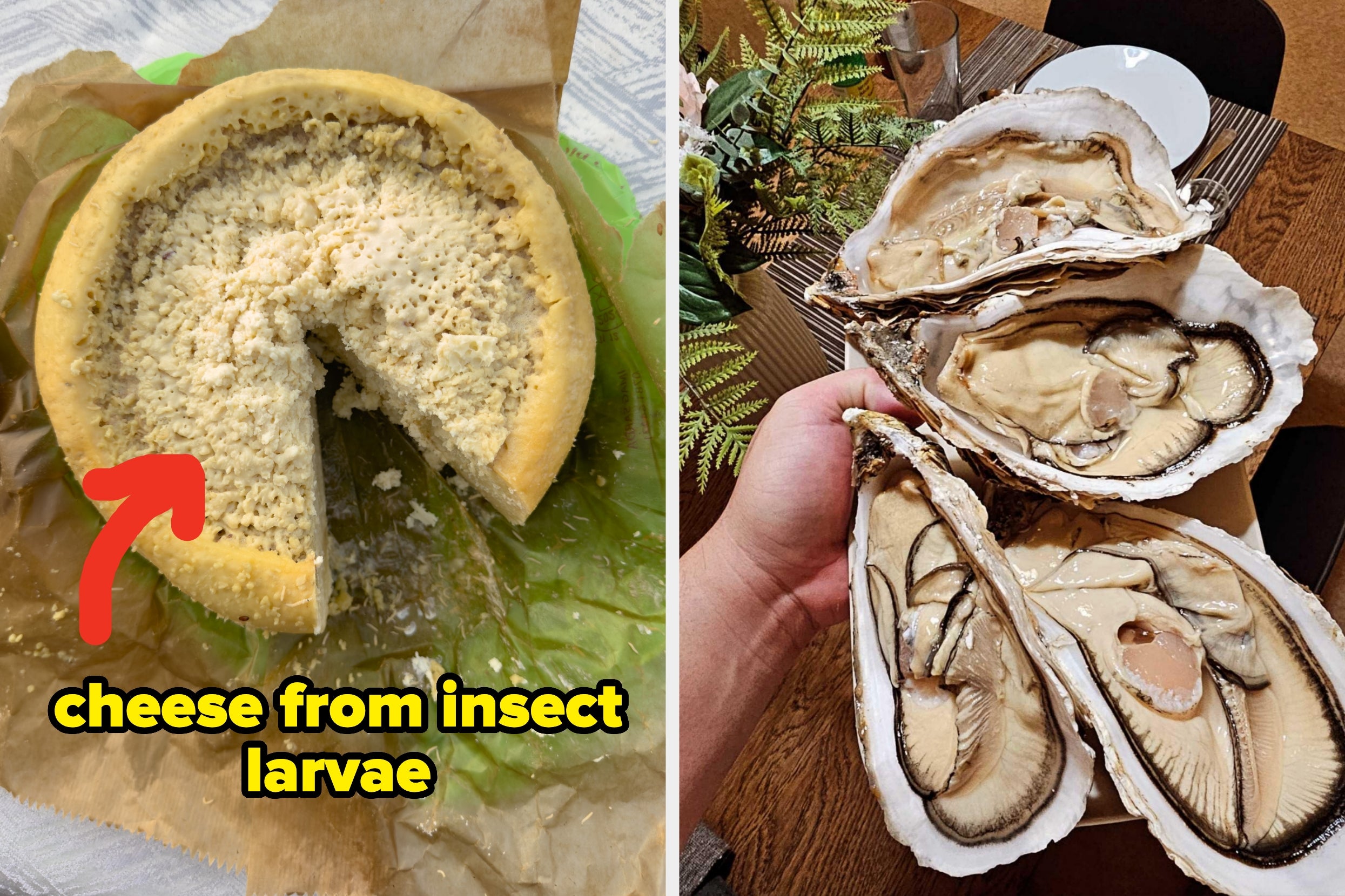 Cheese made from insect larvae with open oysters on a platter, illustrating unique and adventurous culinary choices
