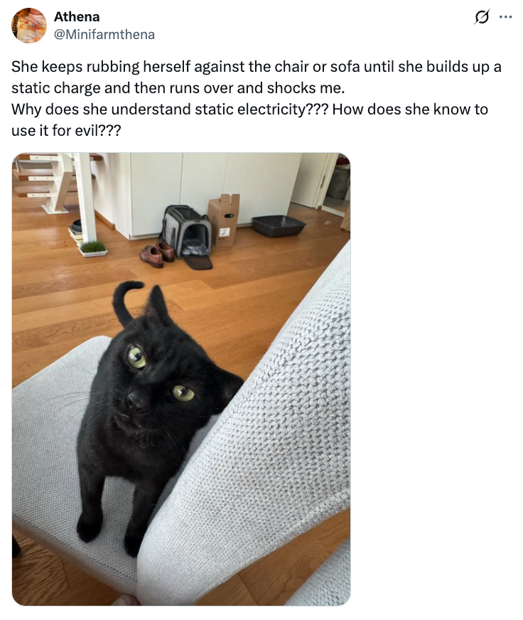 Seekor kucing hitam nakal bergesekan dengan kursi, sepertinya berencana menyetrum manusia dengan listrik statis. Kirimkan pesan lucu yang mempertanyakan niat kucing