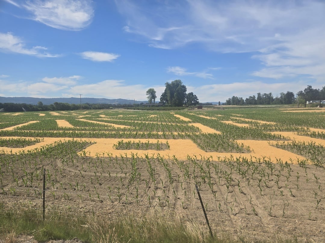 A large cornfield with pathways creating a maze pattern under a clear sky