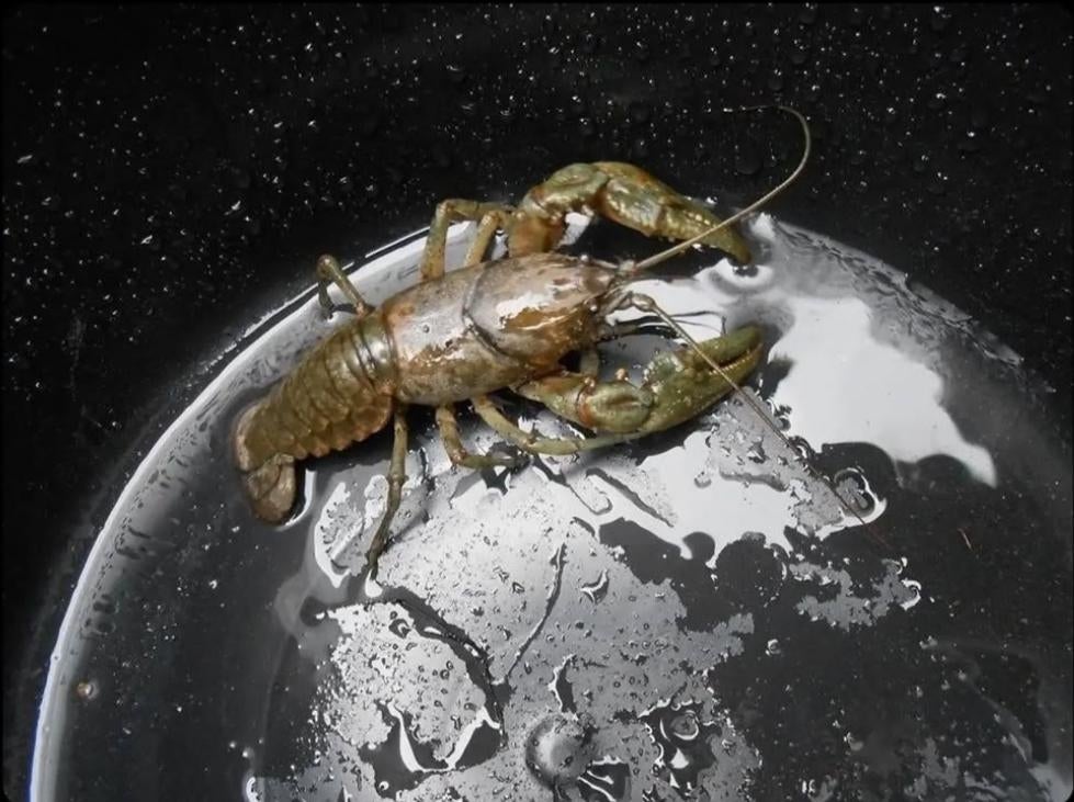 Crayfish in a wet, black container, showcasing its hard shell and claws