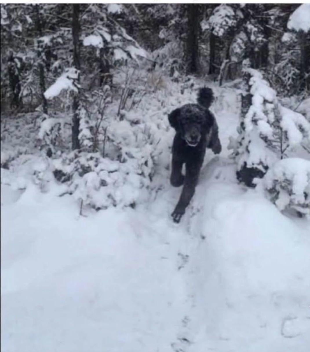 Dog playfully runs through a snowy forest path, surrounded by snow-covered trees