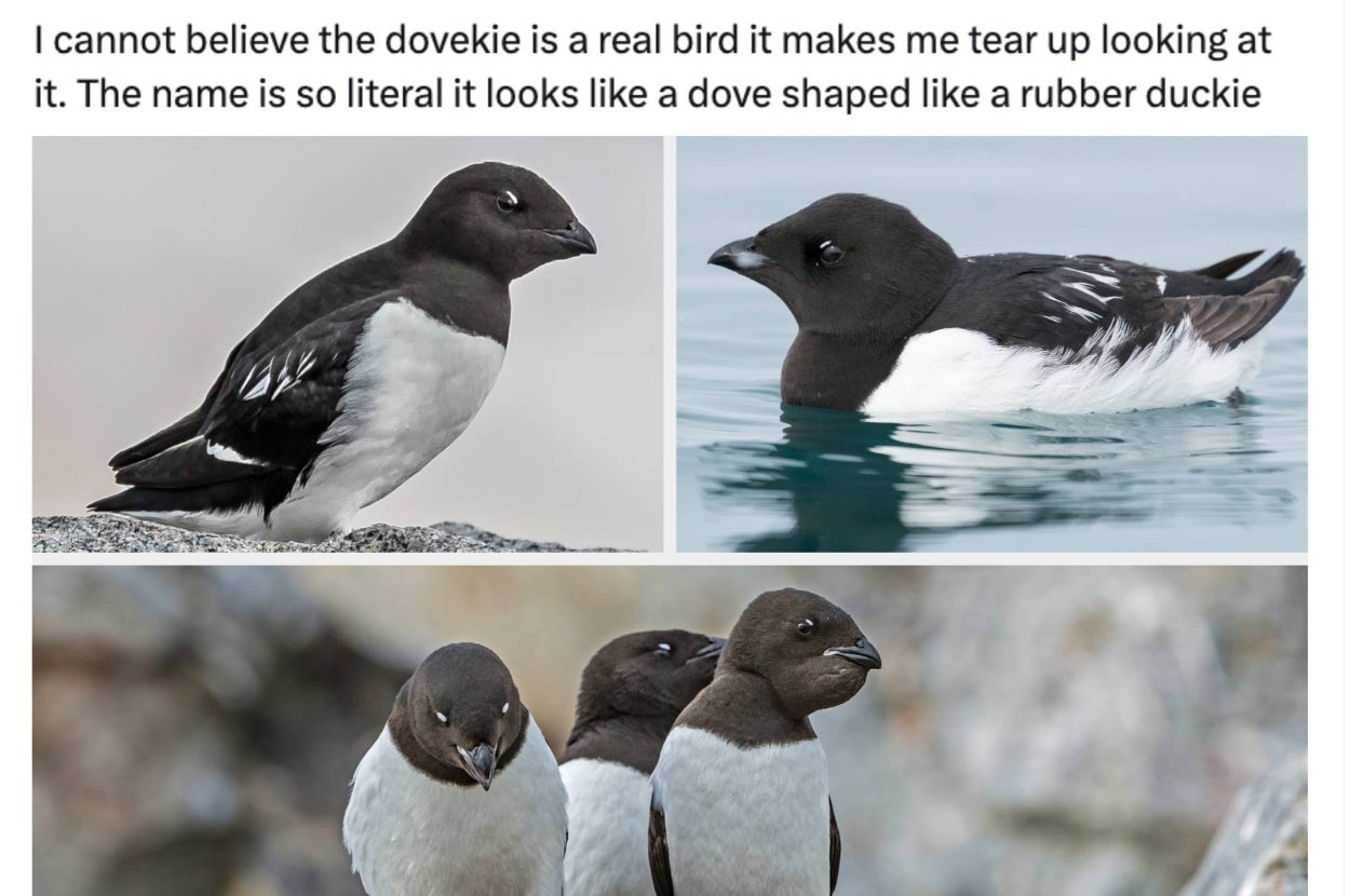 Three images of dovekies with the text expressing amazement at their rubber duck-like appearance