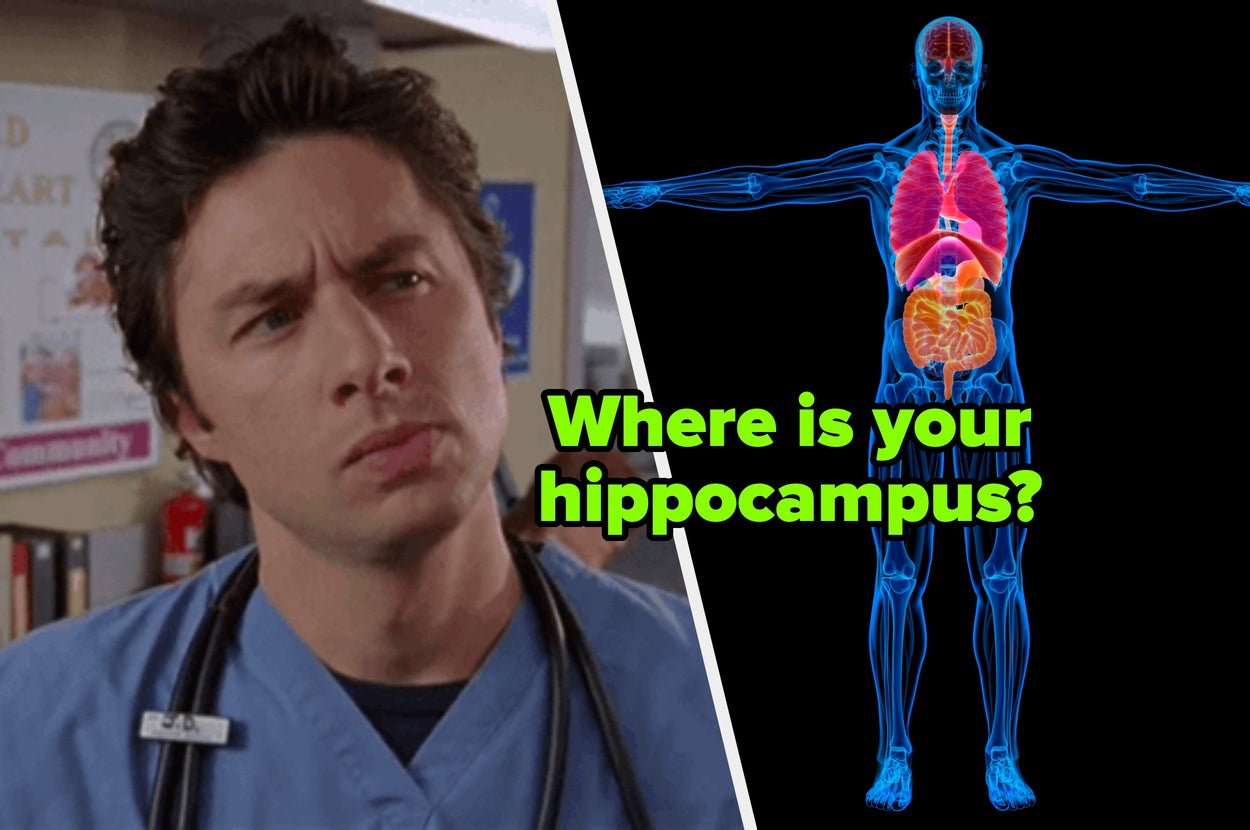 If You Get 100% On This Anatomy Quiz I’d Trust You To Be My Doctor