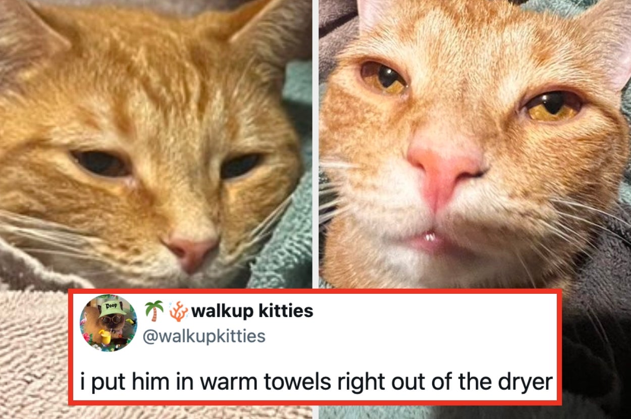 Two close-up images of a cozy orange tabby cat wrapped in warm towels. Text: "I put him in warm towels right out of the dryer."