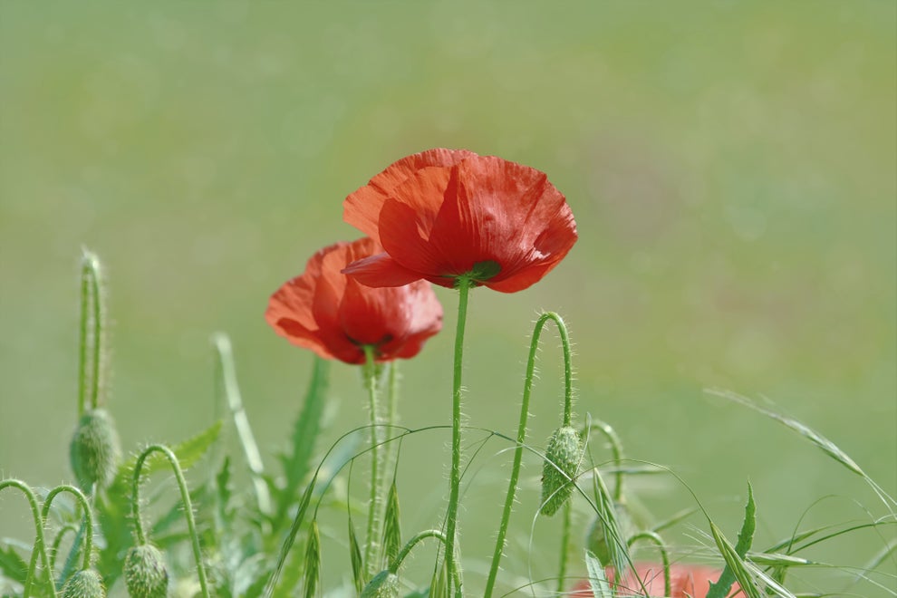 Poppies with thin stems and delicate petals bloom in a field, surrounded by green foliage against a soft, blurred background