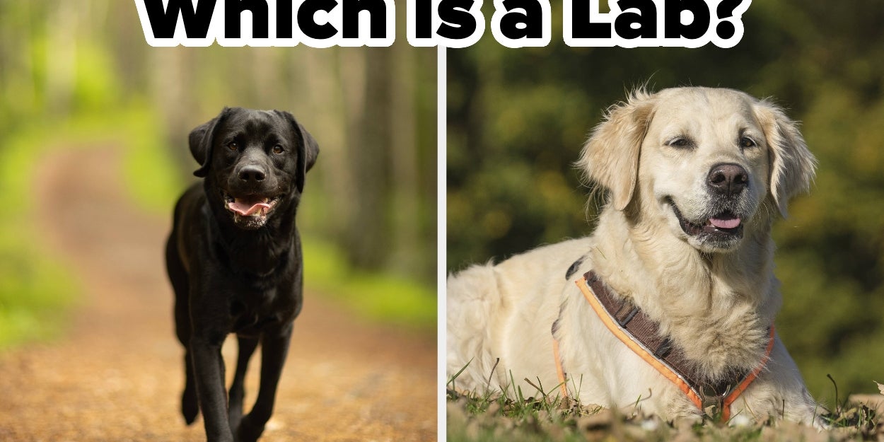 If you can identify all 15 of these dog breeds, you're officially a dog expert