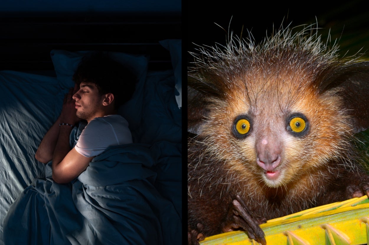 Stay Awake With Me Through The Witching Hour And I'll Guess Your Sleeping Position And Which Nocturnal Animal You Are