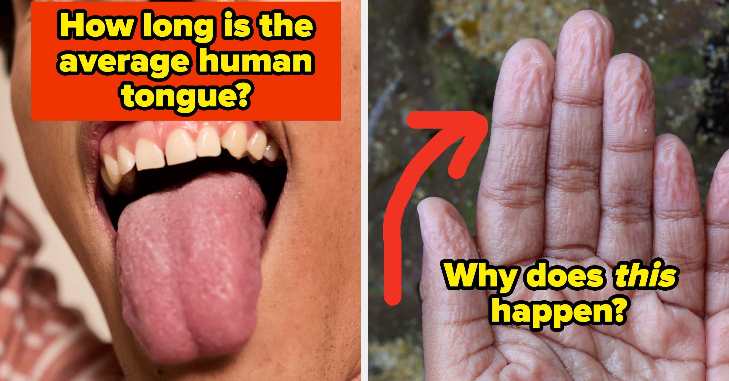 Only 1% Of People Know These Strange Human Body Facts — Let’s See How You Do - BuzzFeed