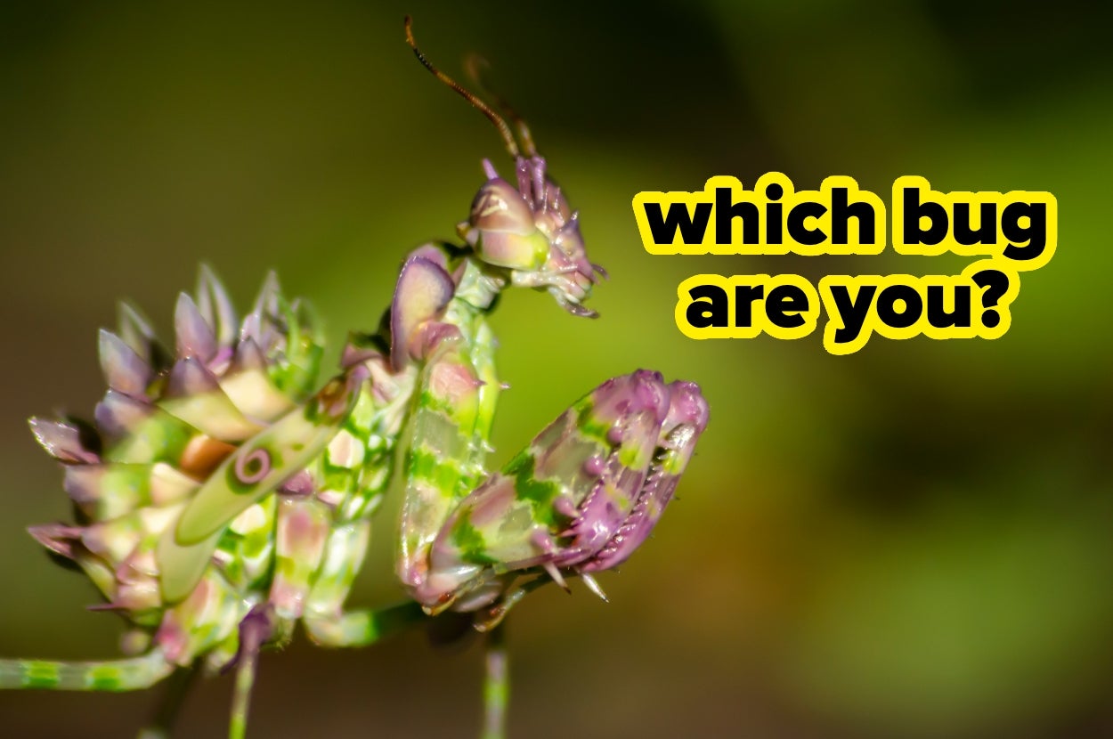 Close-up of a spiny flower mantis with text asking, "Which bug are you?"