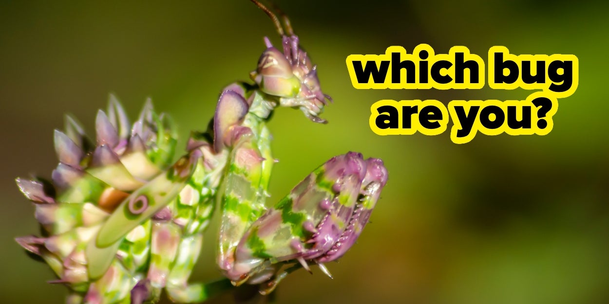 Your taste in random things will reveal which bug you actually are deep down