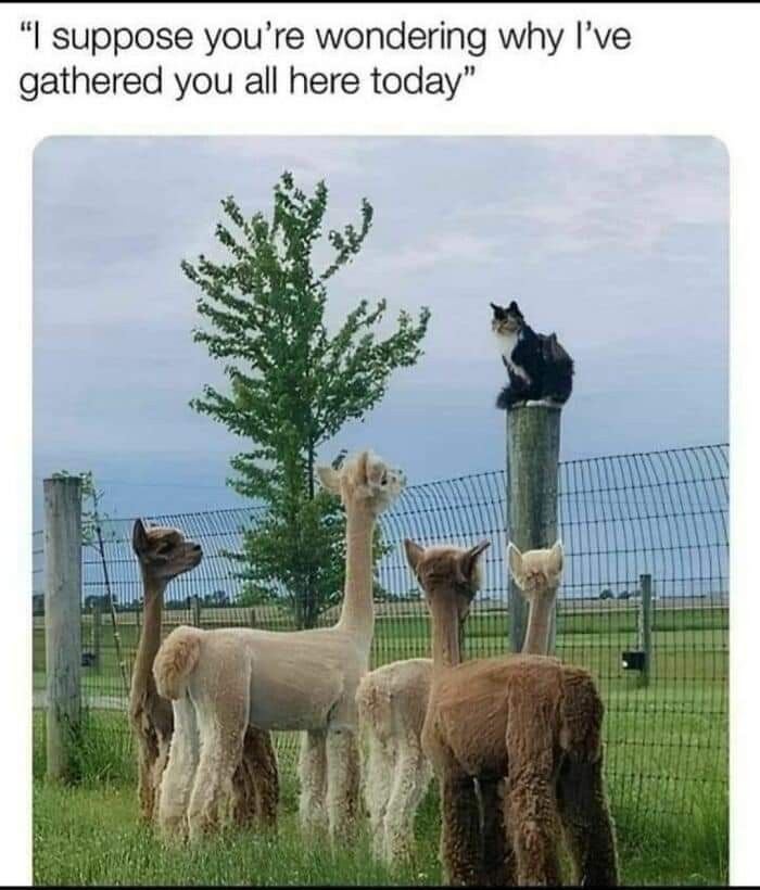 A group of alpacas faces a cat sitting on a post. Caption reads, "I suppose you’re wondering why I’ve gathered you all here today."