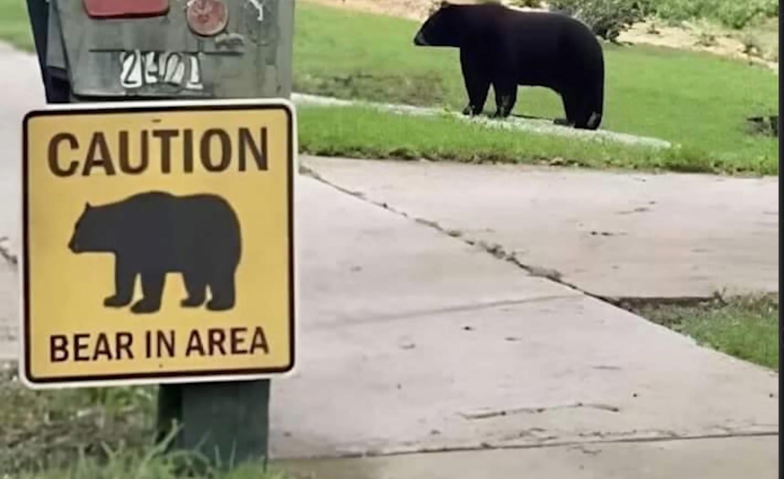 Sign reads "CAUTION BEAR IN AREA" with a bear silhouette; real bear visible in the background