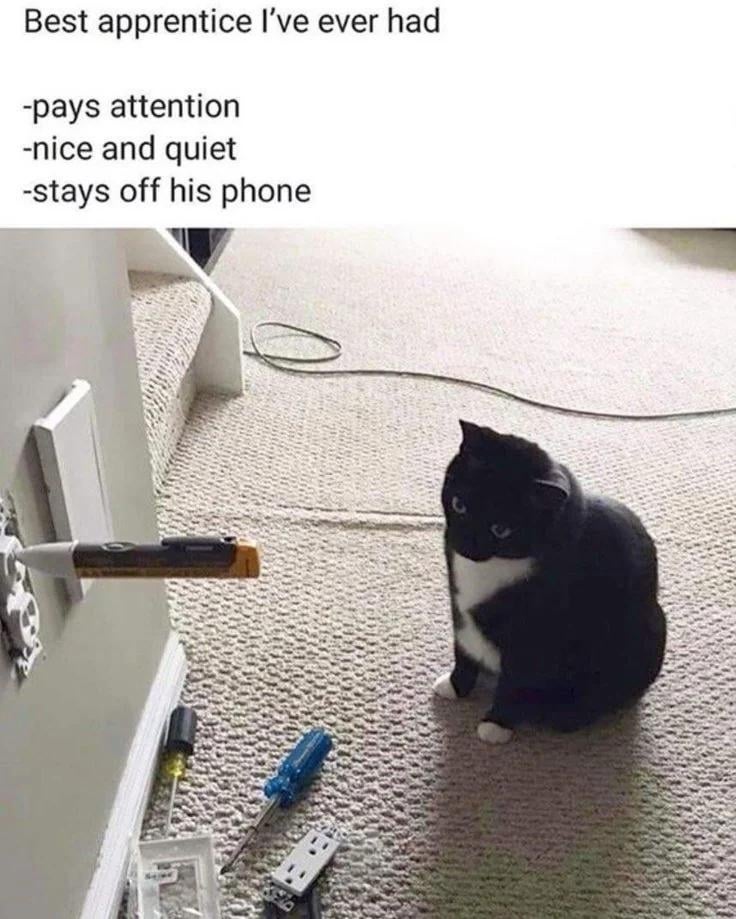 A cat sits attentively by a wall socket with tools nearby. Text humorously praises the cat as an ideal apprentice for paying attention and being quiet