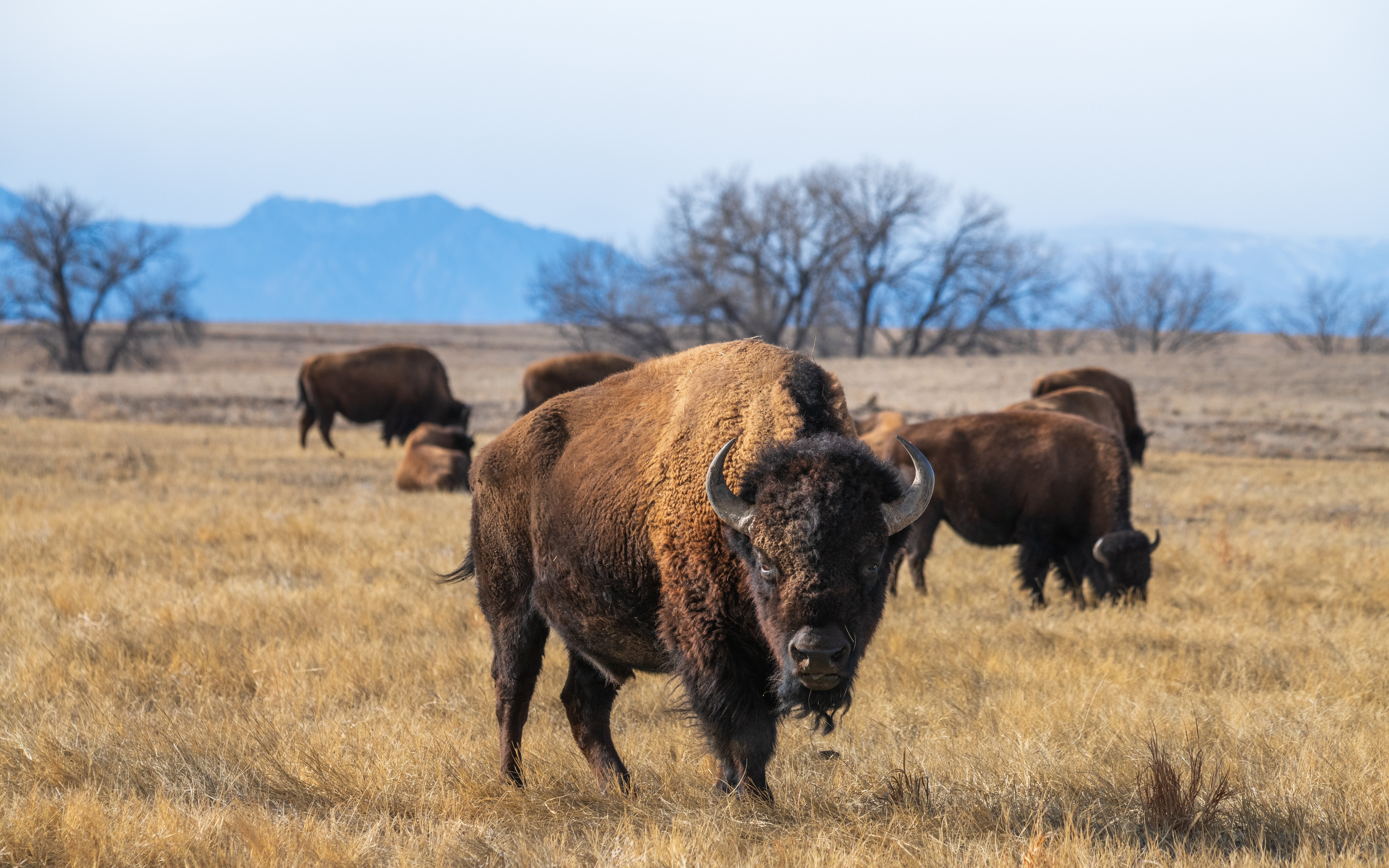 Bison beiter i et felt med fjell i bakgrunnen, og viser frem dyrelivet i et naturlig habitat