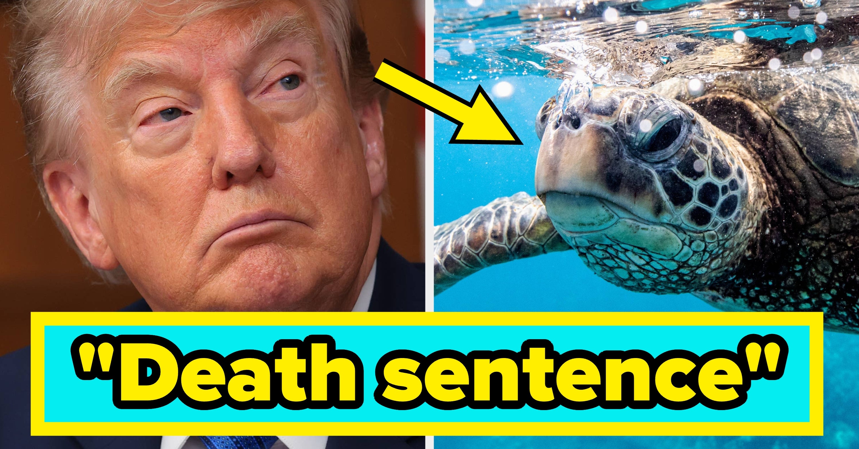 "Death Sentence": People Are Furious With Trump For Rolling Back Environmental Species Protections