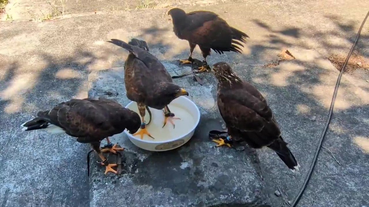 害鳥駆除終わりのハリスホークたち（鷹の庵 8/10 千葉県柏市「道の駅しょうなん」さま 鷹匠体験+バードショーさんのXアカウント）