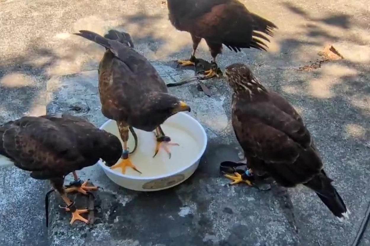 害鳥駆除終わりのハリスホークたち（鷹の庵 8/10 千葉県柏市「道の駅しょうなん」さま 鷹匠体験+バードショーさんのXアカウント）