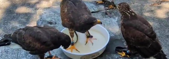 害鳥駆除終わりのハリスホークたち（鷹の庵 8/10 千葉県柏市「道の駅しょうなん」さま 鷹匠体験+バードショーさんのXアカウント）