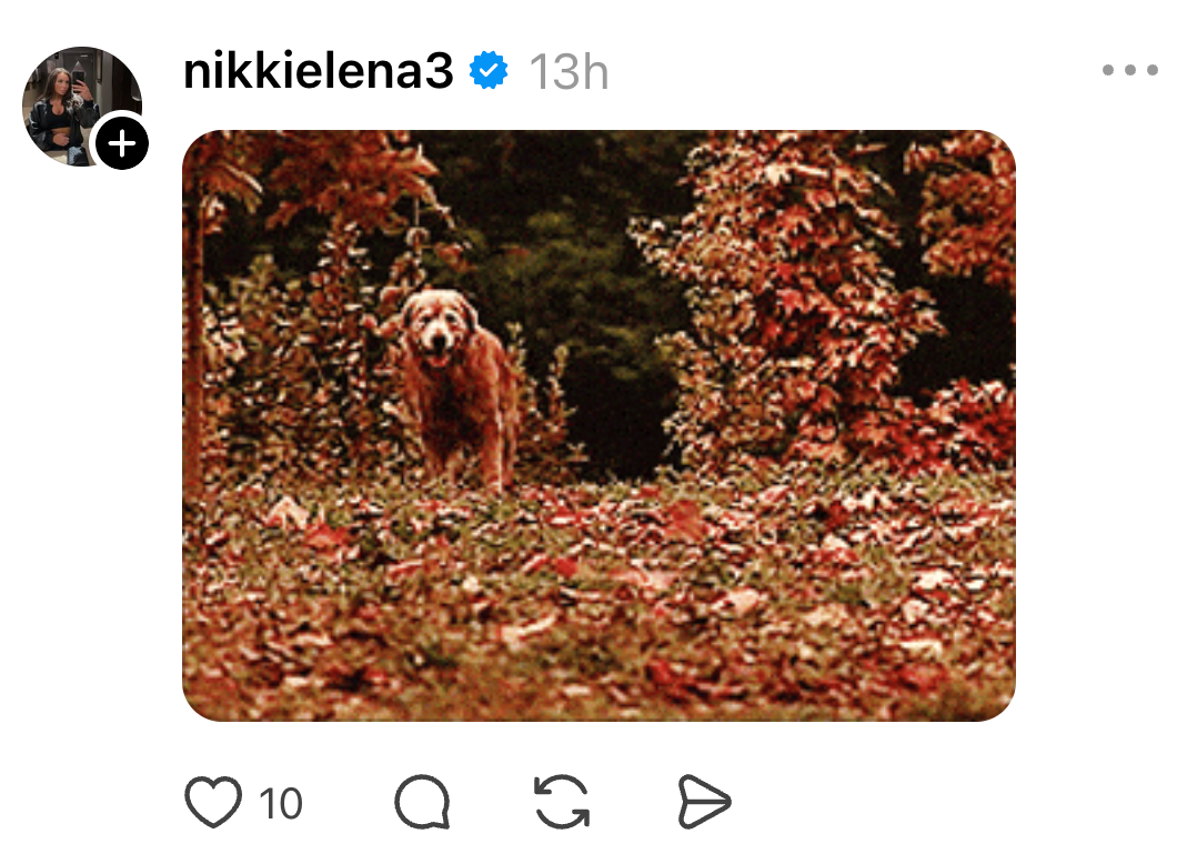 Dog walking through a field covered in leaves with trees in the background, posted on social media