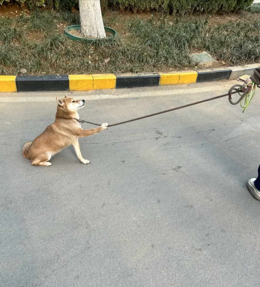 Dog sitting on the sidewalk, resisting a walk, held by a person tugging on the leash