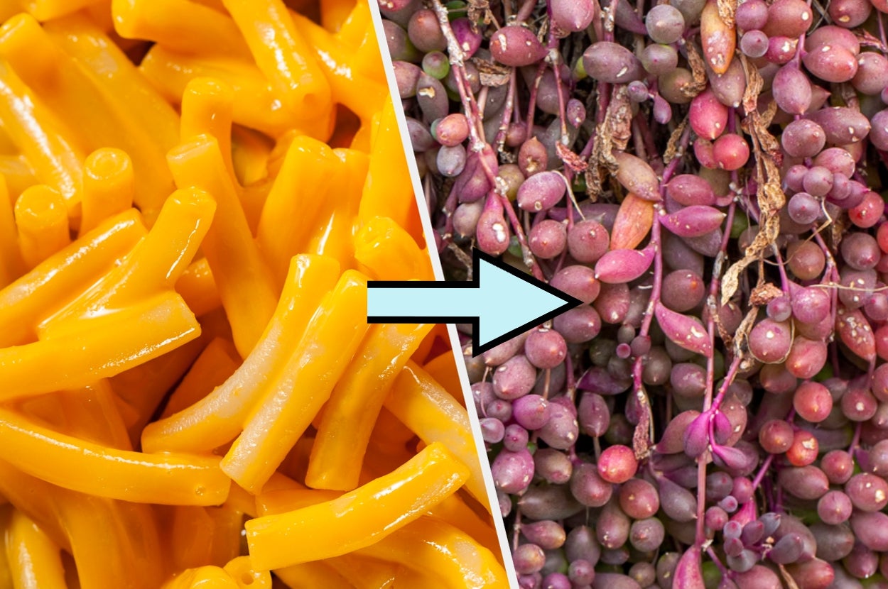 Close-up of macaroni and cheese and a pile of colorful plant