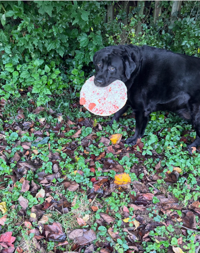 Dog holding a frisbee with a painted design, standing on a leafy ground