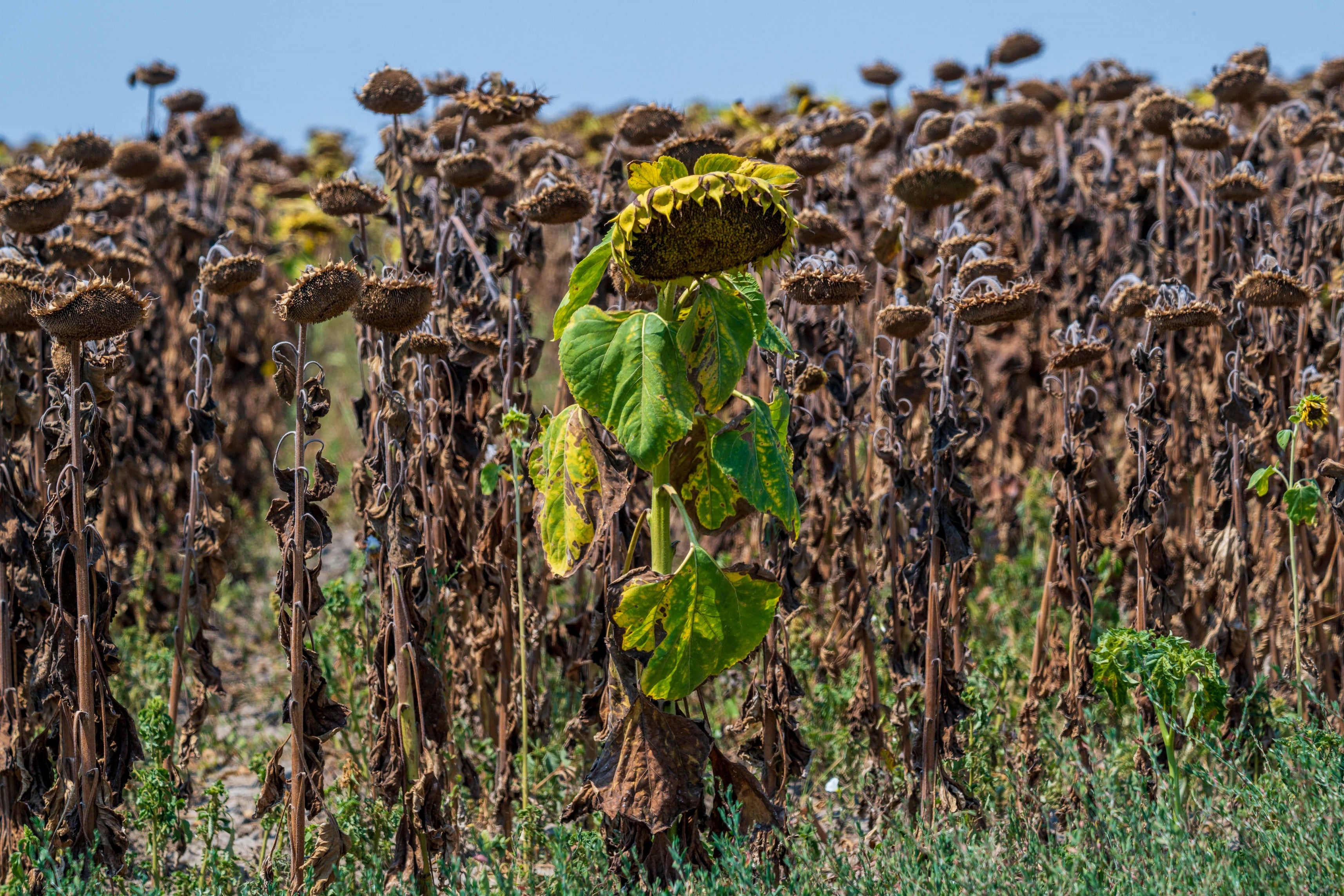 Et felt med visne solsikker, med en som stikker ut, grønn og levende blant de tørre, brune plantene
