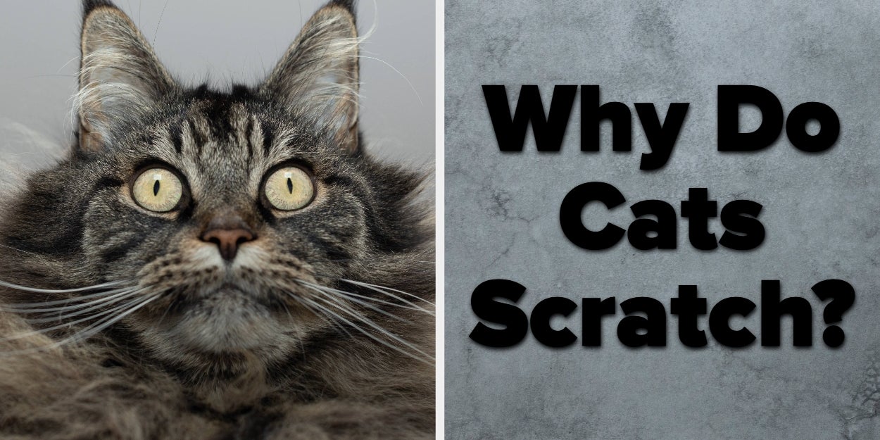 Only Cat Parents Will Ace This Trivia Quiz!