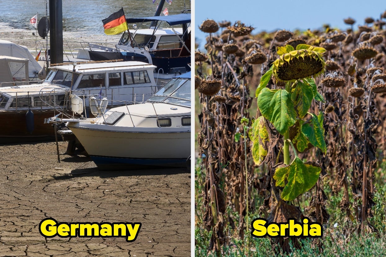 Left: Boats on dry, cracked ground in Germany. Right: Sunflower withered in Serbia