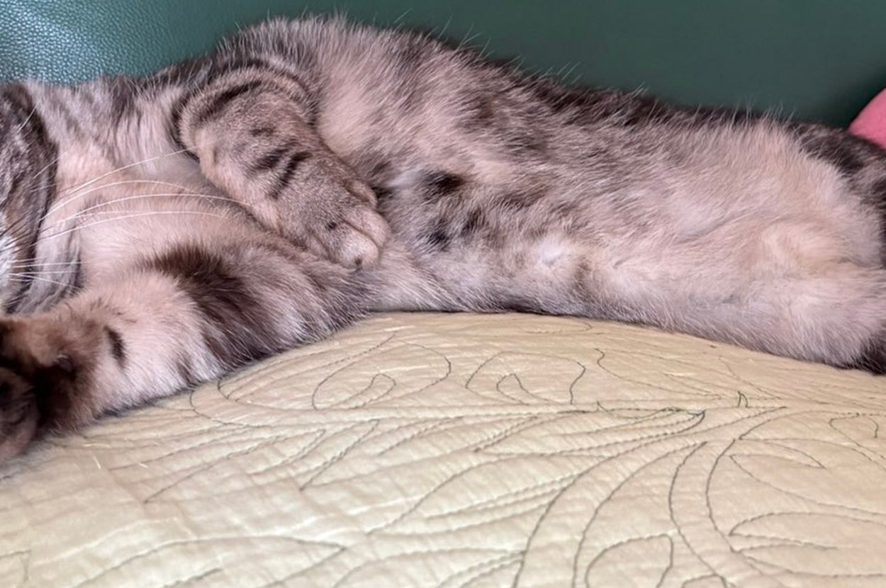 ソファでリラックスして横たわる猫。クッションとブランケットが周りにある。