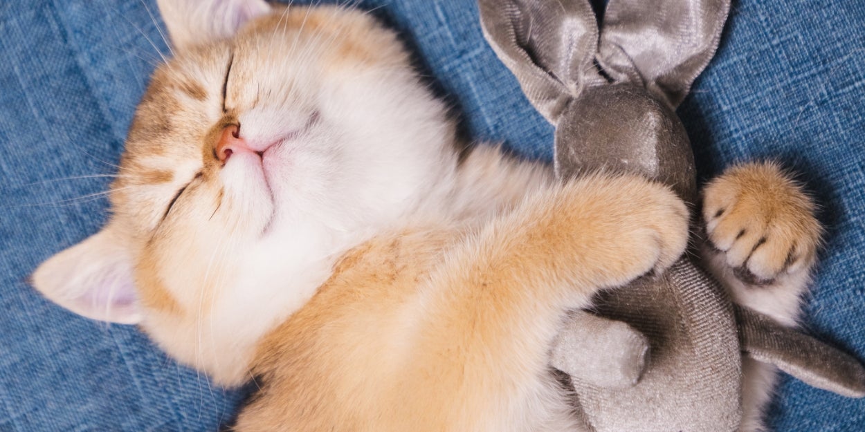 Choose A Cat For Every Situation And We'll Guess If You're A Dog Or Cat Person