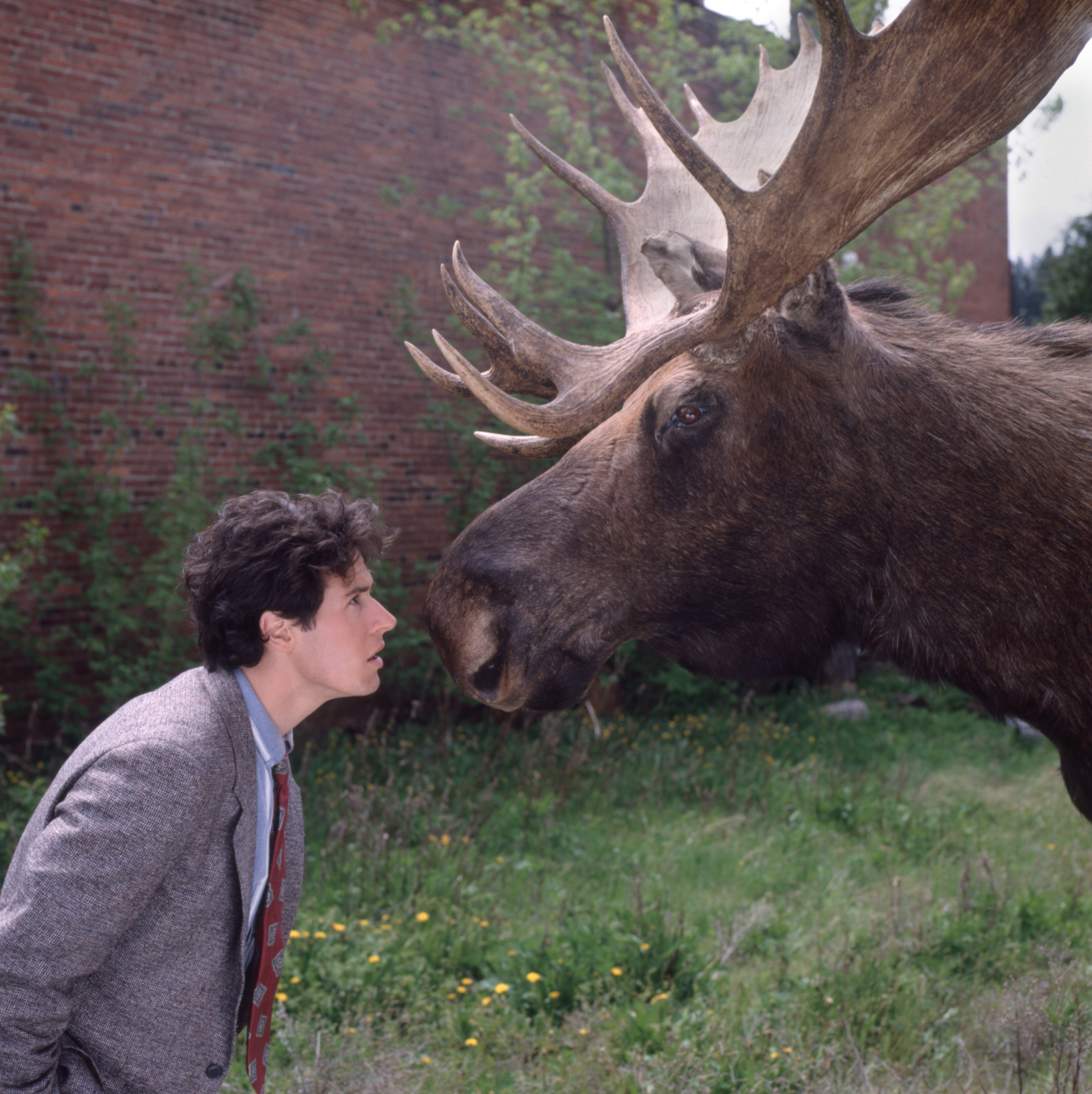 Man in a suit stares at a moose in a grassy area by a brick building