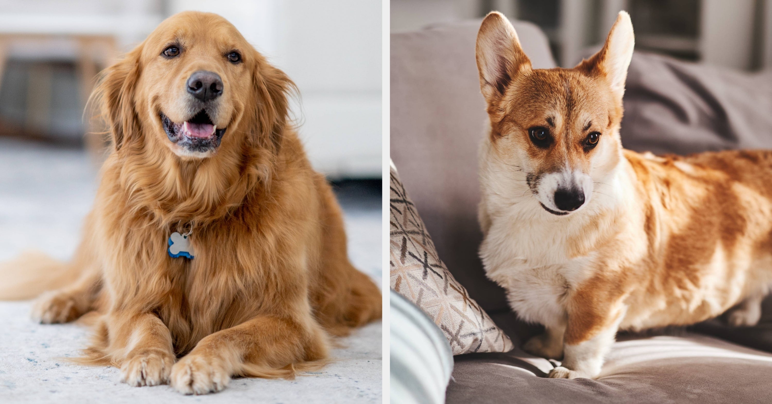 Build The Perfect Dog, And We'll Tell You What You Need Most In A Partner