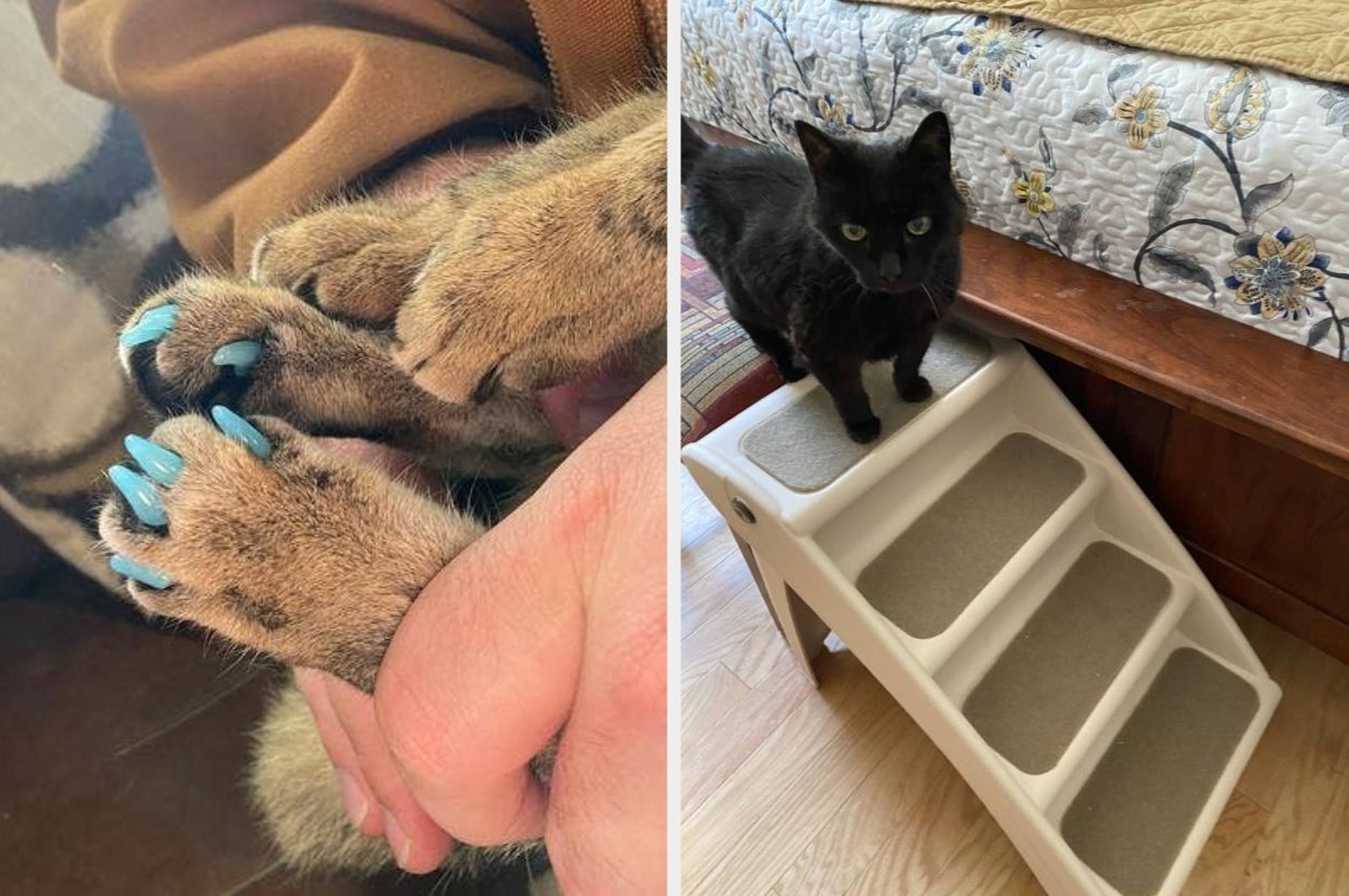 Cat with protective claw caps on the left; black cat stands beside pet stairs on the right