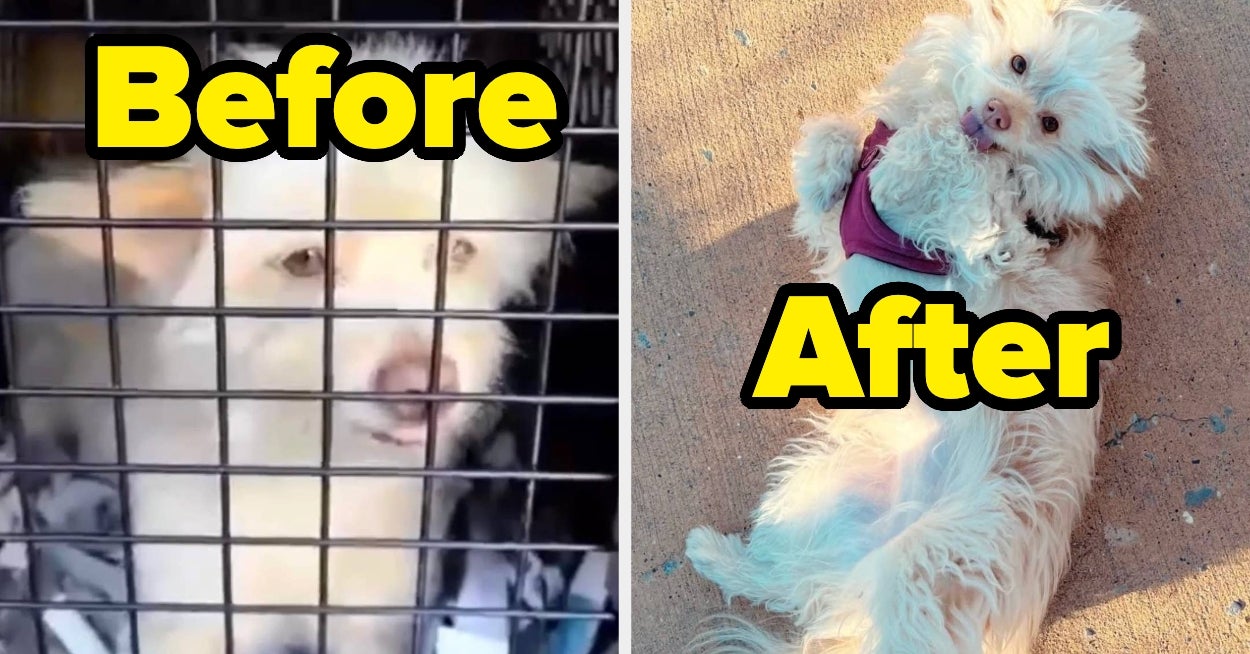 These Before-And-After Photos Of A Puppy Found Living On The Street Are The Wholesome Viral Pics You Need Today