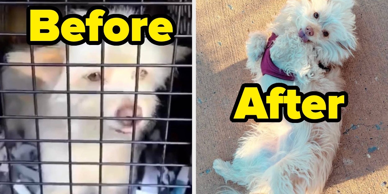 Rescued Puppy's Transformation Will Melt Your Heart