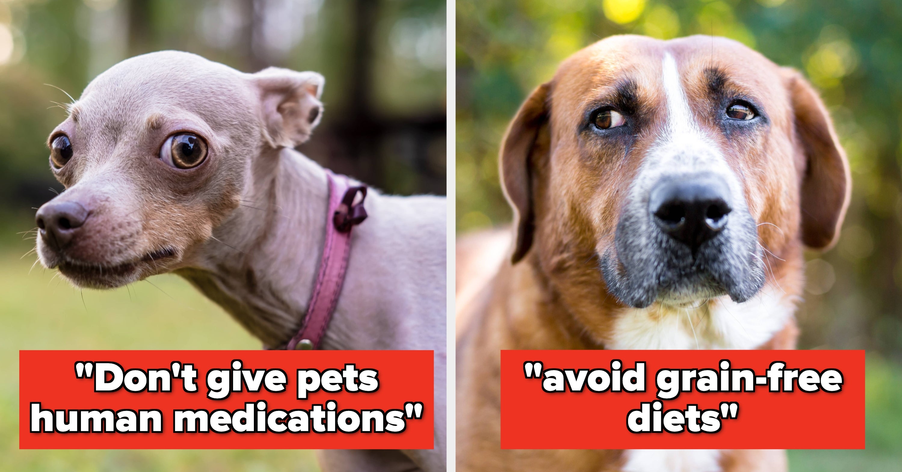 Vet-Approved Tips To Save Money On Dog Care