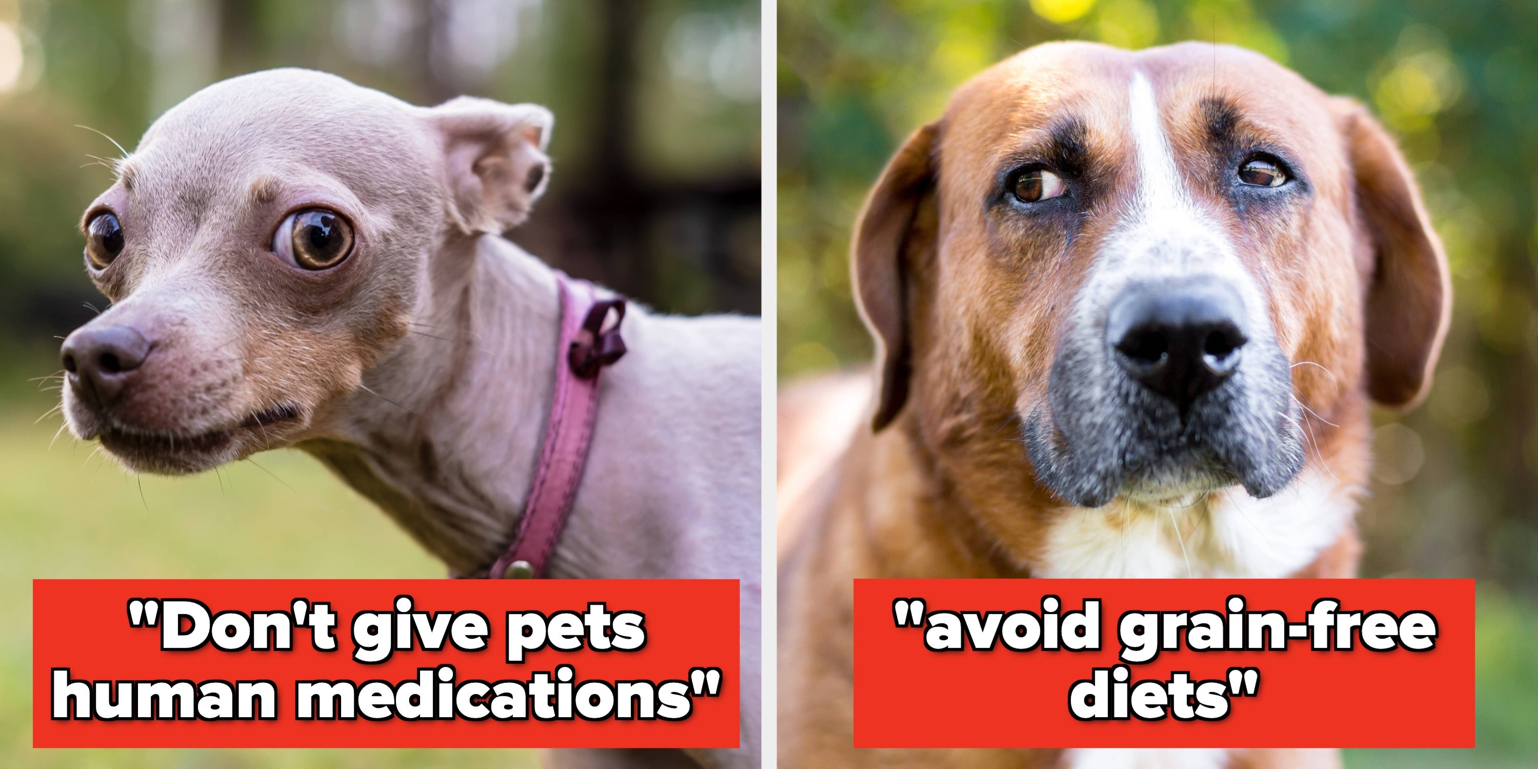 Vet-Approved Tips To Save Money On Dog Care
