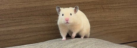 タンスの前に立つハムスターが、手前のクッションを見つめている様子。