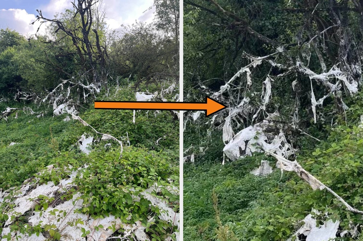 Trees and bushes covered in web-like material, resembling spider webs, with an orange arrow pointing from left to right