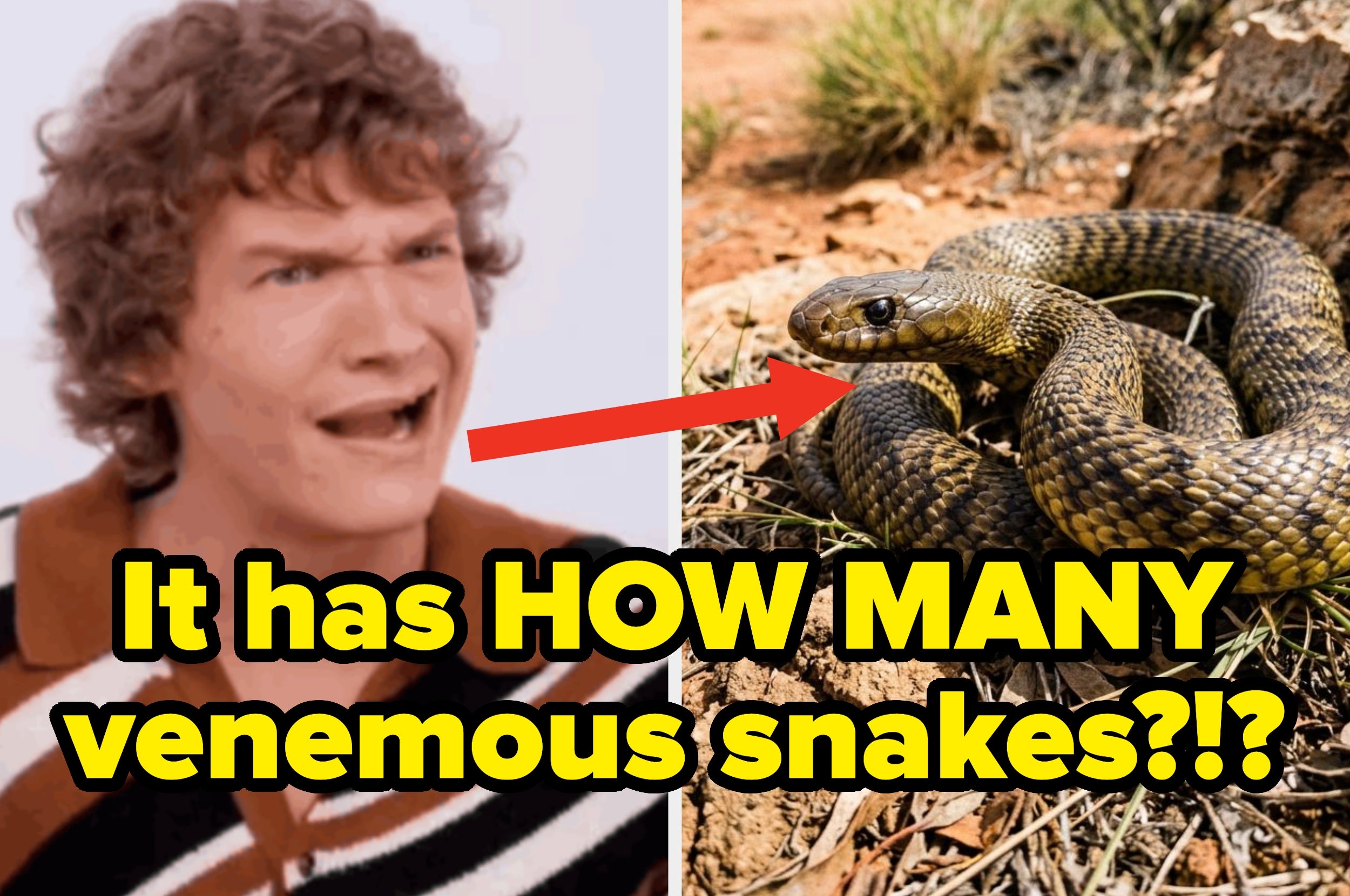 Person looking shocked on the left; a snake coiled on rocky ground on the right. Text: "It has HOW MANY venomous snakes?!?"