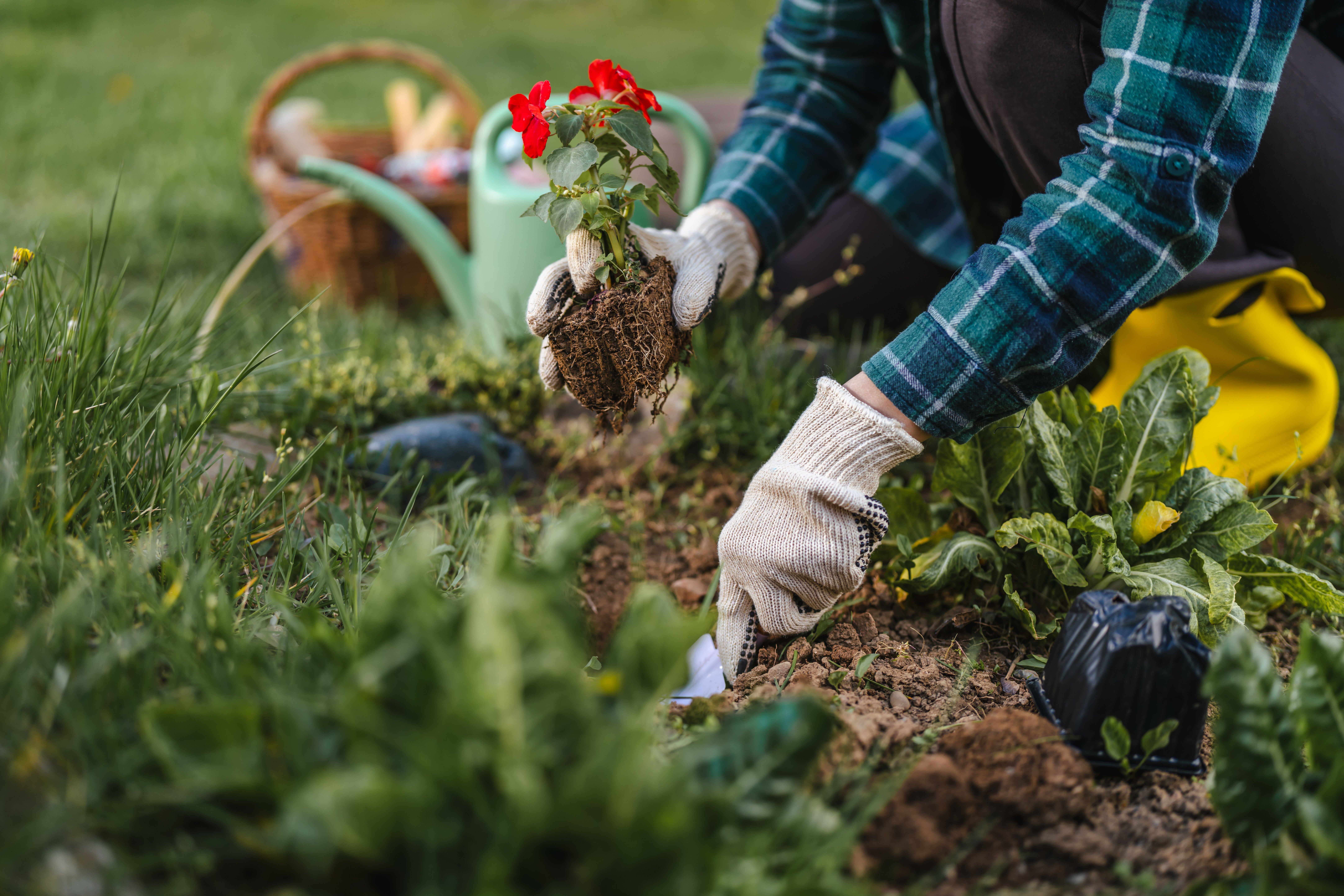Person gardening, wearing gloves, planting a flower. Greenery is around with a watering can and basket nearby, emphasizing nature and wellness