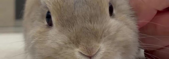 ネザーランドドワーフの男の子「もか」くん（うさぎのもかさんのXアカウントより）