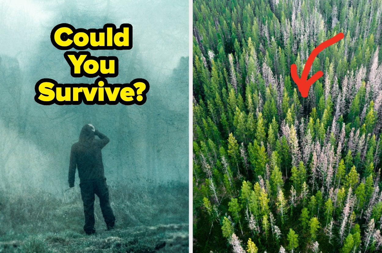 Text: "Could You Survive?" Image shows a person in a misty field and an aerial view of a dense forest with an arrow pointing at it