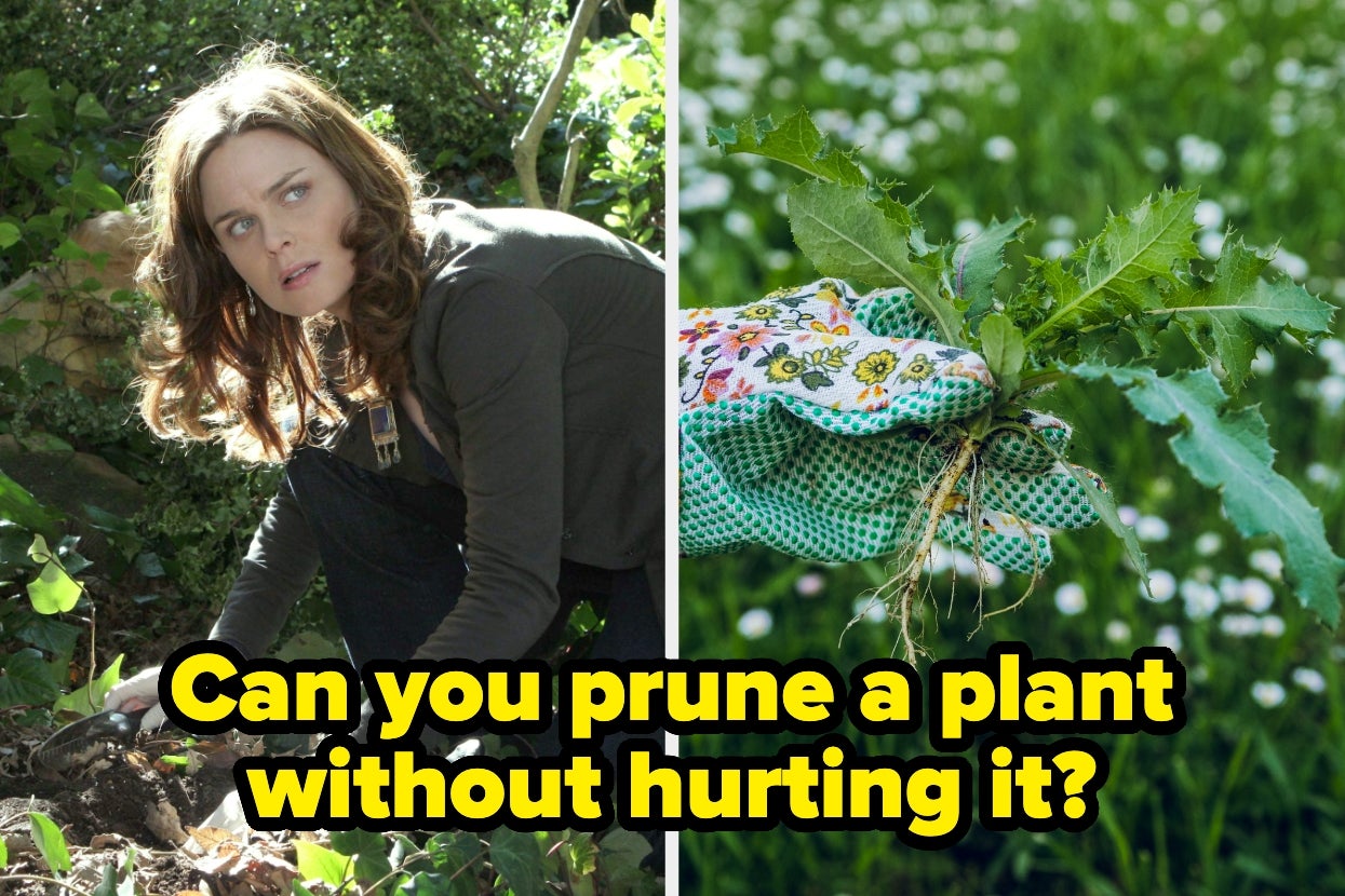 A person gardening and a gloved hand holding a plant. Text asks about pruning plants without causing harm