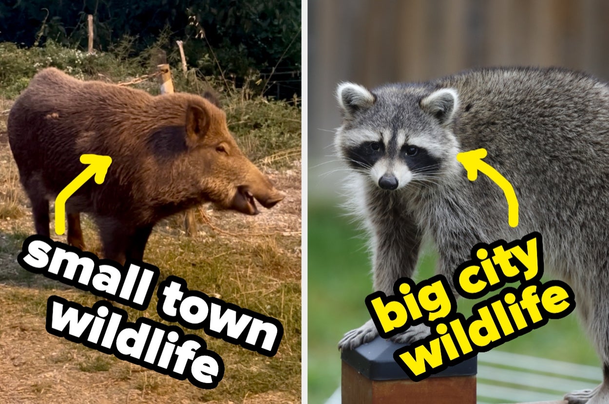 13 "Small-Town Things" That No One Warned Me About Before Leaving A Major City And Moving To An Italian Village